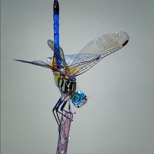 Meet your Posher, Cheryl